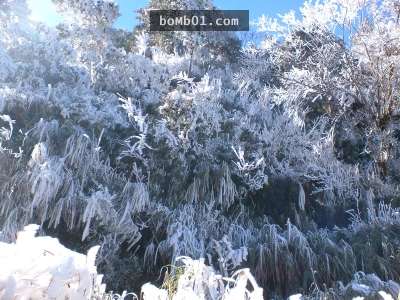 霸王寒流的影響下各地瑞雪紛飛，一片雪白的美景讓人不敢相信自己在台灣啊！