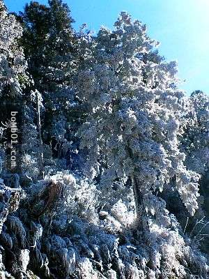 霸王寒流的影響下各地瑞雪紛飛，一片雪白的美景讓人不敢相信自己在台灣啊！