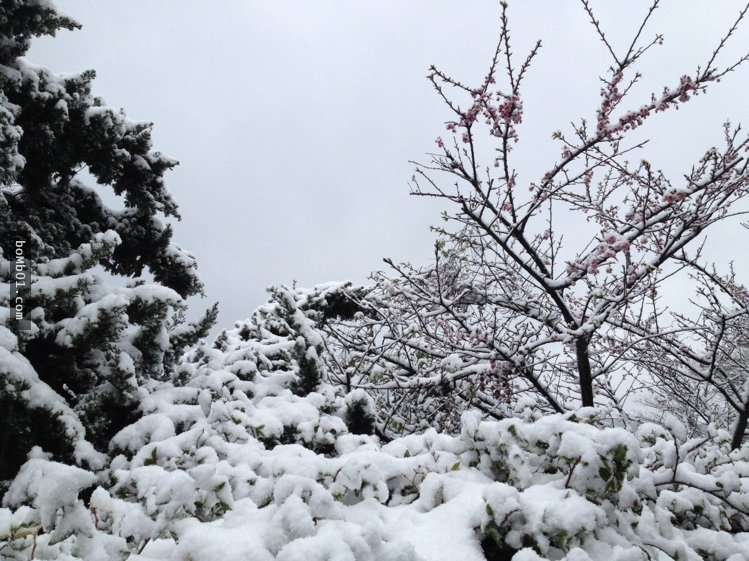 霸王寒流的影響下各地瑞雪紛飛，一片雪白的美景讓人不敢相信自己在台灣啊！