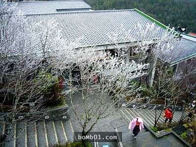 霸王寒流的影響下各地瑞雪紛飛，一片雪白的美景讓人不敢相信自己在台灣啊！