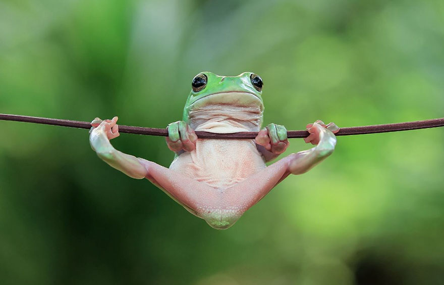 兴趣 动物资讯  大家会觉得青蛙是可爱的吗?