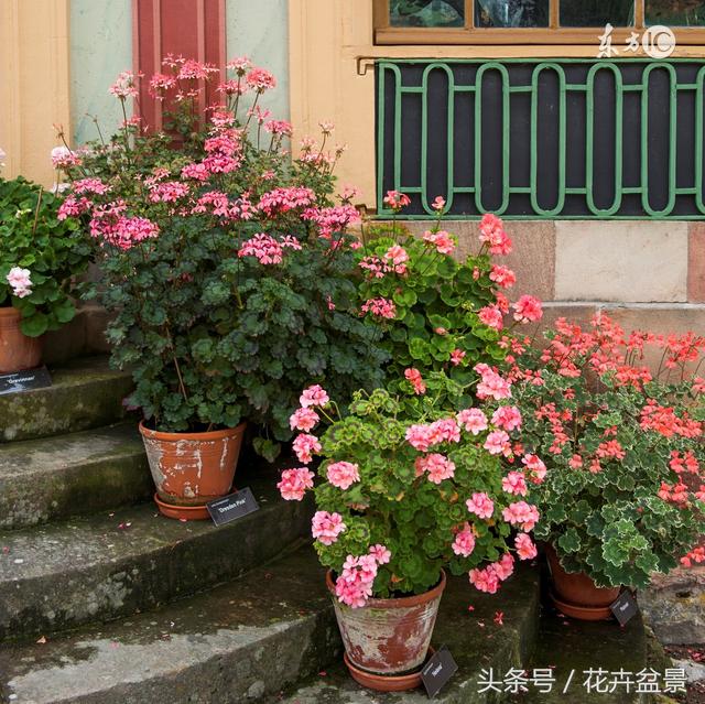 生活垃圾是個寶，養花種草效果好