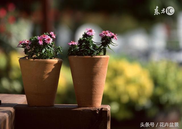 生活垃圾是個寶，養花種草效果好