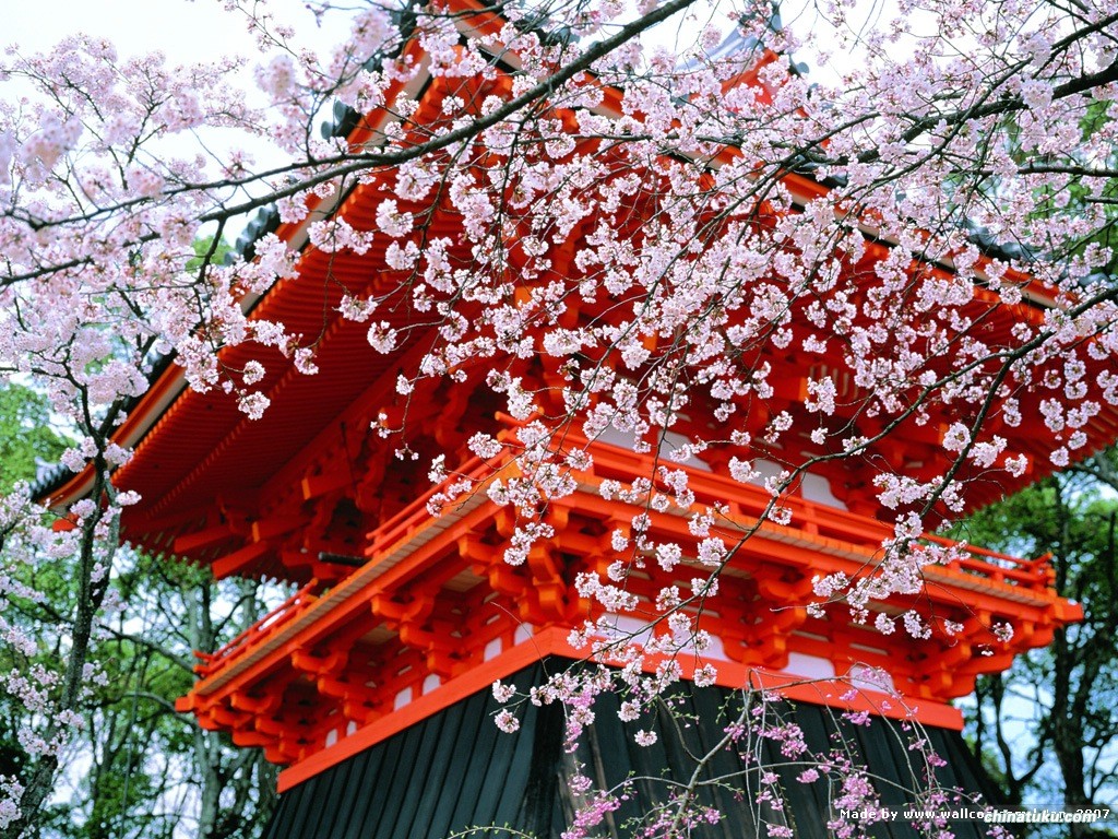 日本仙台樱花图片