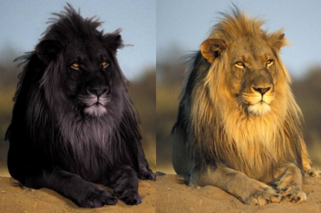 不过,全黑的狮子并没有出现过,这张曾经疯传的黑狮照,只是一张网友p