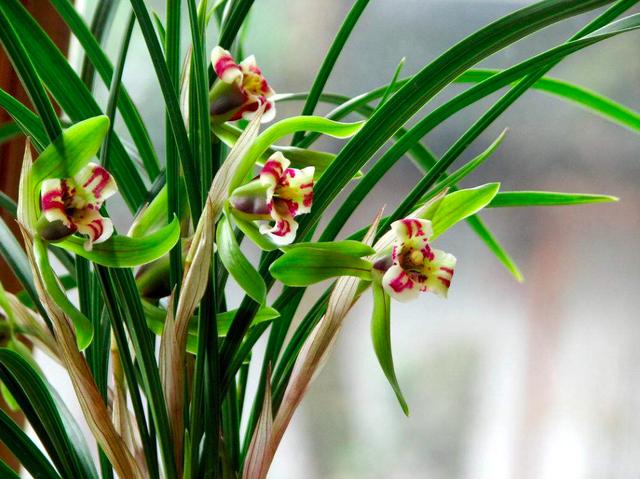 家裡的蘭花爛根、不開花怎麼辦？ 讓小編來告訴你三種方法養蘭花