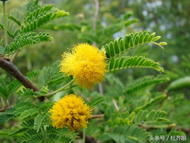 非洲的花兒莫亂採，有些可能會致命