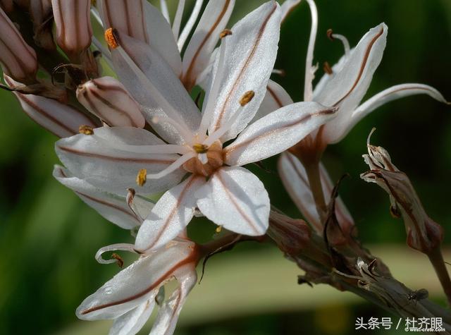 非洲的花兒莫亂採，有些可能會致命