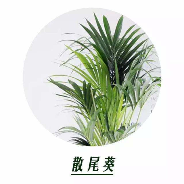 家居植物用好了，裝修的錢都省了