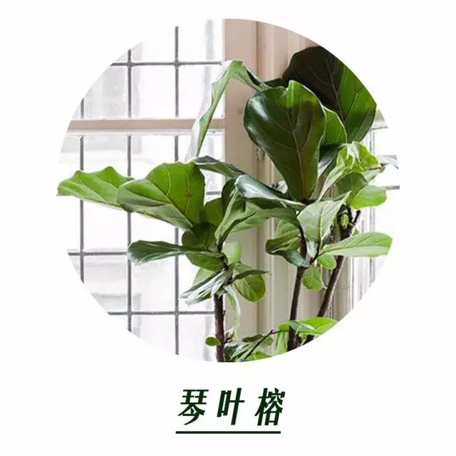 家居植物用好了，裝修的錢都省了