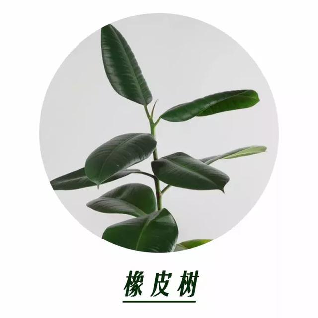 家居植物用好了，裝修的錢都省了