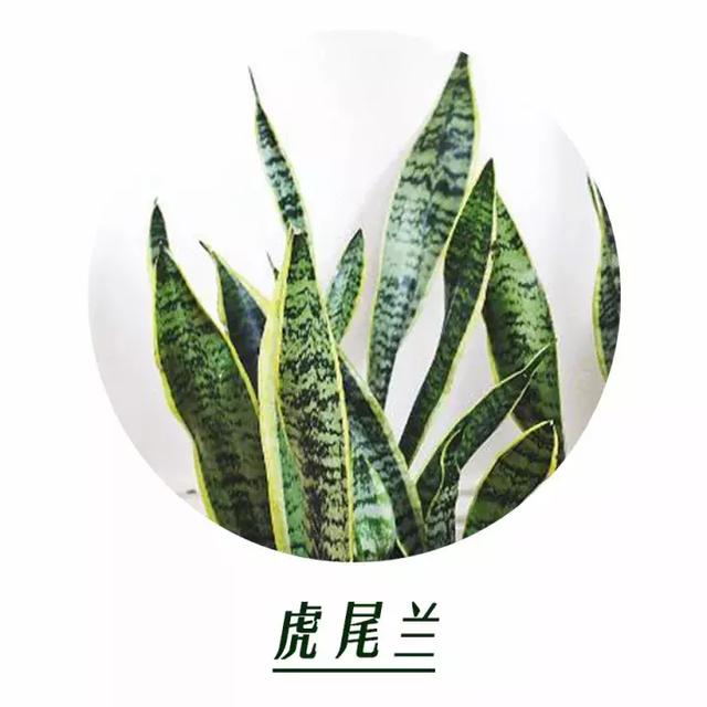 家居植物用好了，裝修的錢都省了