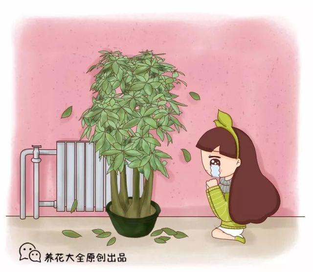 30種花冬天不這麼養，花咋死的都不知道