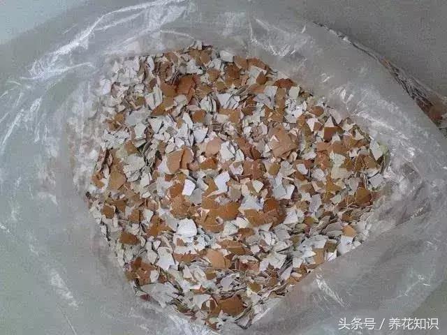 花盆裡加點這個，10年不用換盆，花兒越開越旺