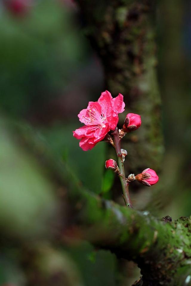 綠意萌動，花香來