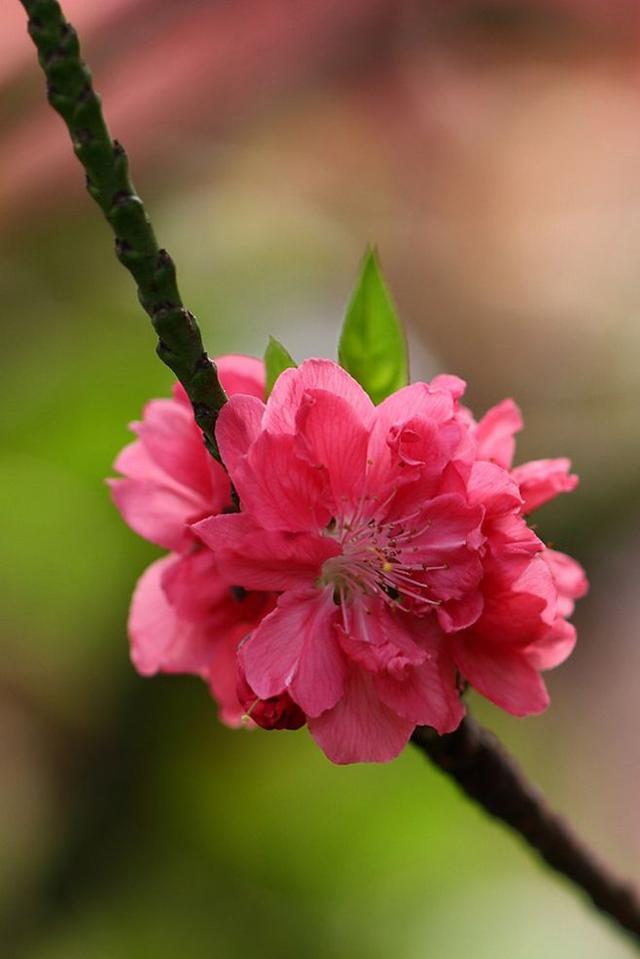 綠意萌動，花香來