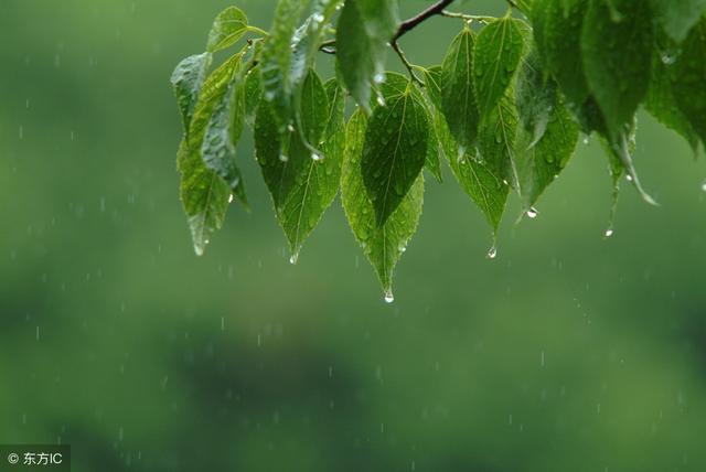 清清的雨，淺淺的笑