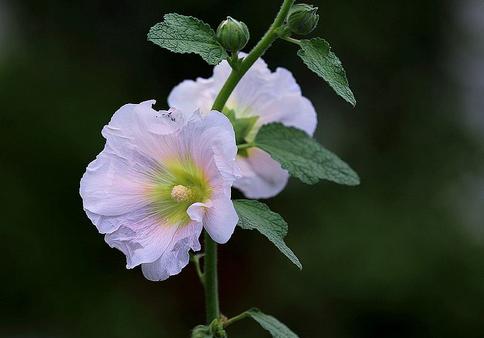 每日一花——蜀葵