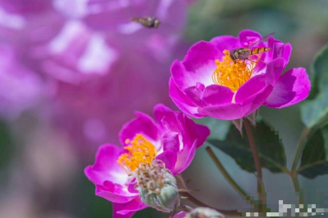 心中的那片野薔薇