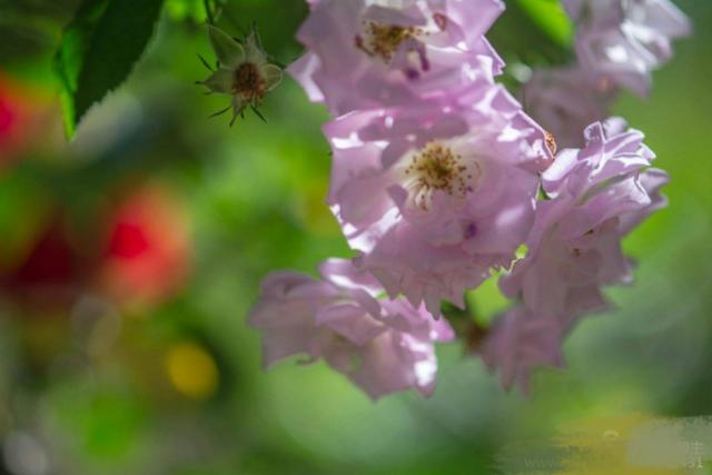 心中的那片野薔薇