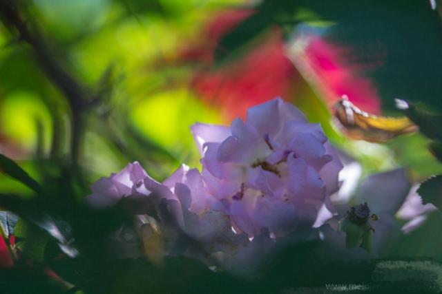 心中的那片野薔薇