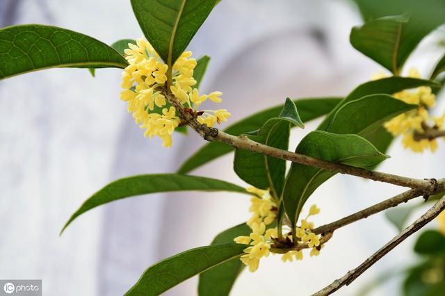 桂花“花型”最重要，花芽分化前，這5件事不要做，影響秋天開花