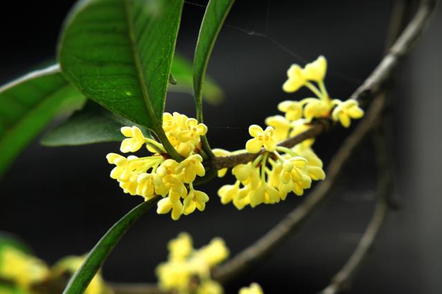 桂花“花型”最重要，花芽分化前，這5件事不要做，影響秋天開花