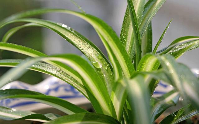 八月份栽種的綠植，就選植物“金邊吊蘭”，一年四季綠油油