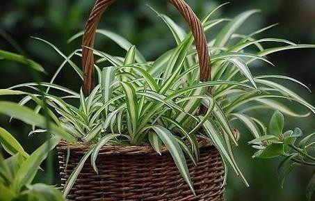 秋季給植物餵這幾種促根水，讓植物越長越旺