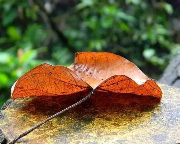 人到五十五，會有這五苦，熬過去餘生幸福，很多人敗在了第四苦