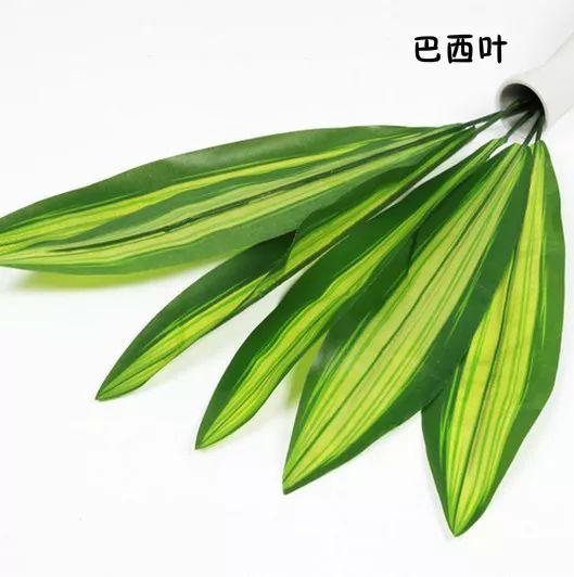 花藝師必知的100種葉材，你認識多少種？