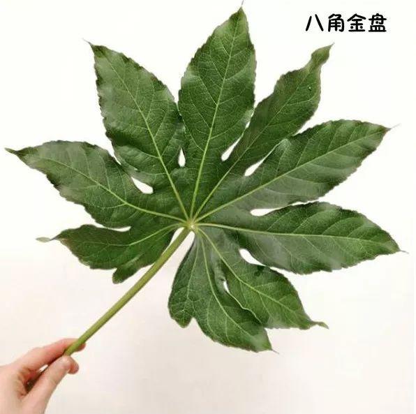 花藝師必知的100種葉材，你認識多少種？