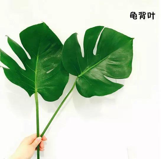 花藝師必知的100種葉材，你認識多少種？