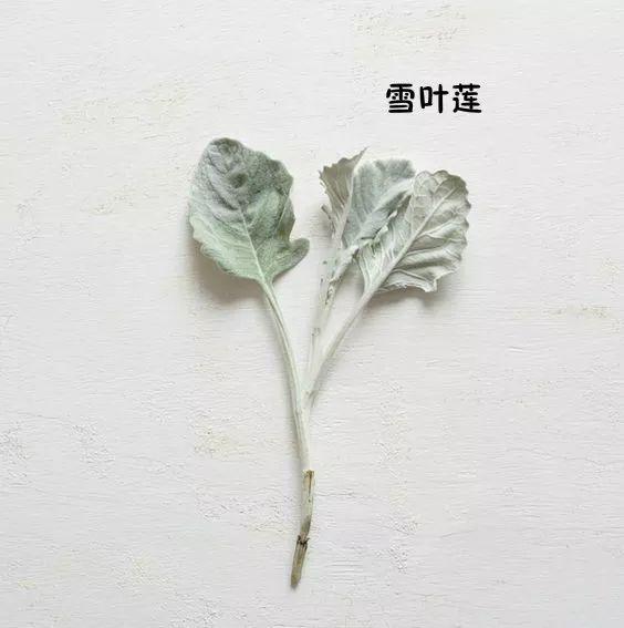 花藝師必知的100種葉材，你認識多少種？