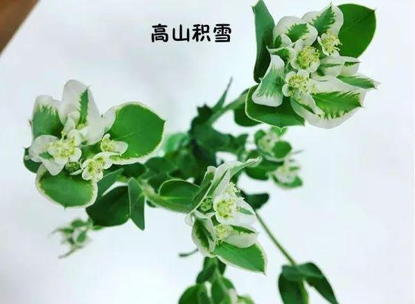 花藝師必知的100種葉材，你認識多少種？