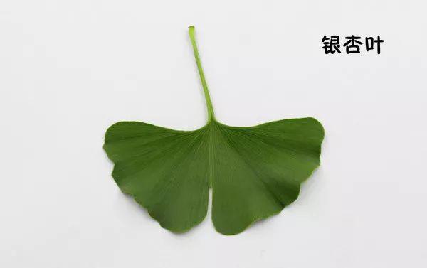 花藝師必知的100種葉材，你認識多少種？