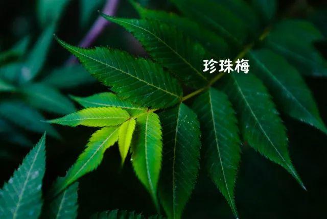 花藝師必知的100種葉材，你認識多少種？