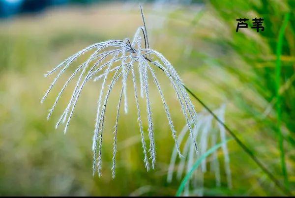 花藝師必知的100種葉材，你認識多少種？