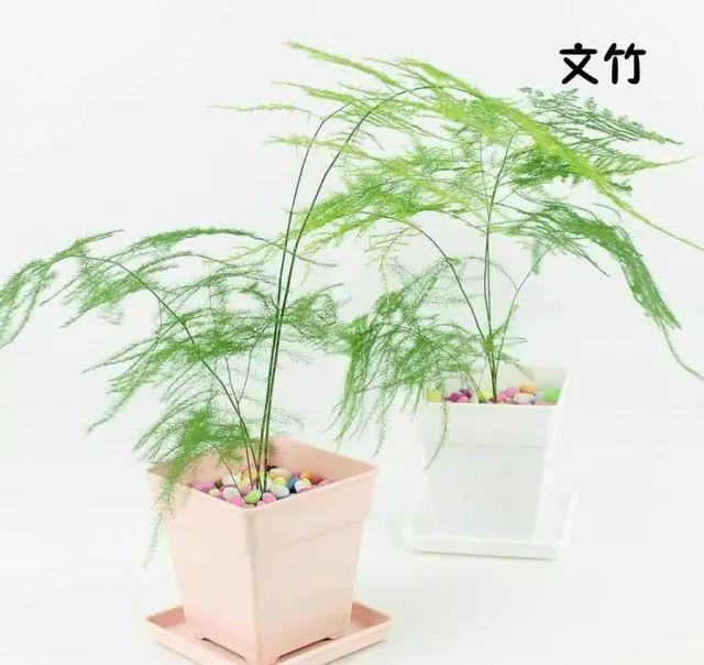 花藝師必知的100種葉材，你認識多少種？