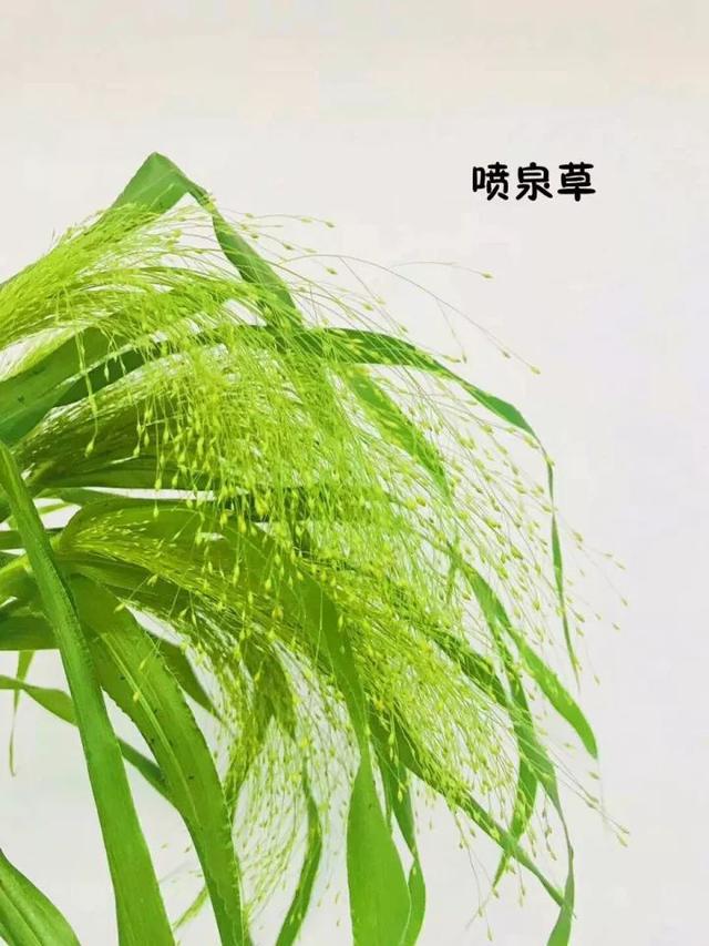 花藝師必知的100種葉材，你認識多少種？