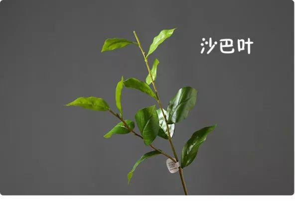 花藝師必知的100種葉材，你認識多少種？