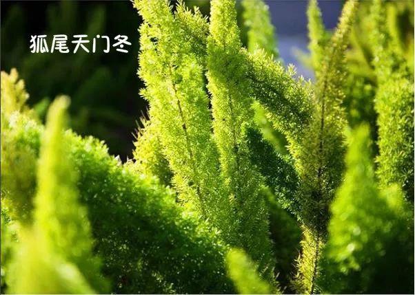 花藝師必知的100種葉材，你認識多少種？