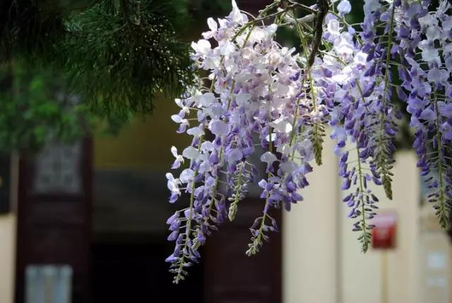 最美不過紫藤花顏