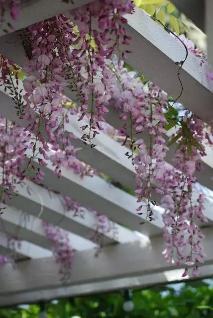 最美不過紫藤花顏