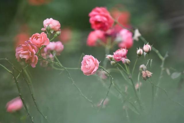 塵緣深處，相愛無悔