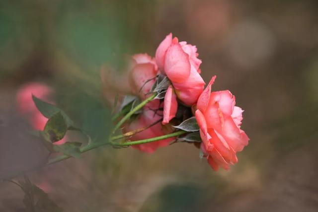 塵緣深處，相愛無悔