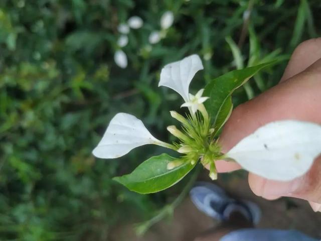 綠植長出純白葉子？ 搭配金花格外空靈神秘，彷若世外仙草