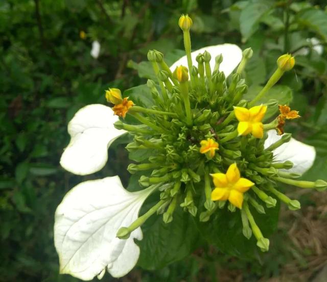 綠植長出純白葉子？ 搭配金花格外空靈神秘，彷若世外仙草