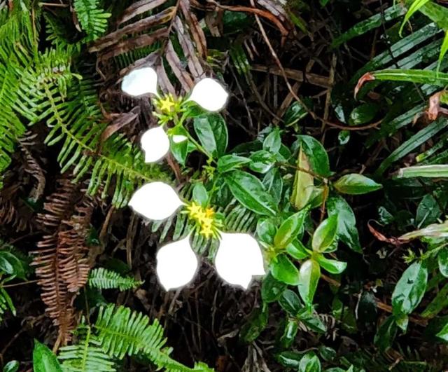 綠植長出純白葉子？ 搭配金花格外空靈神秘，彷若世外仙草