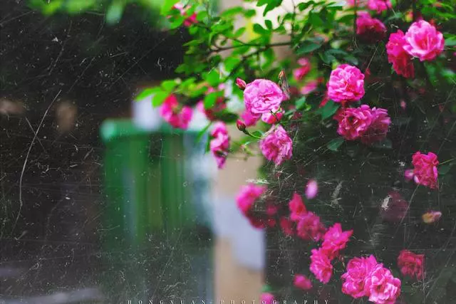 100 種·花卉植物圖譜